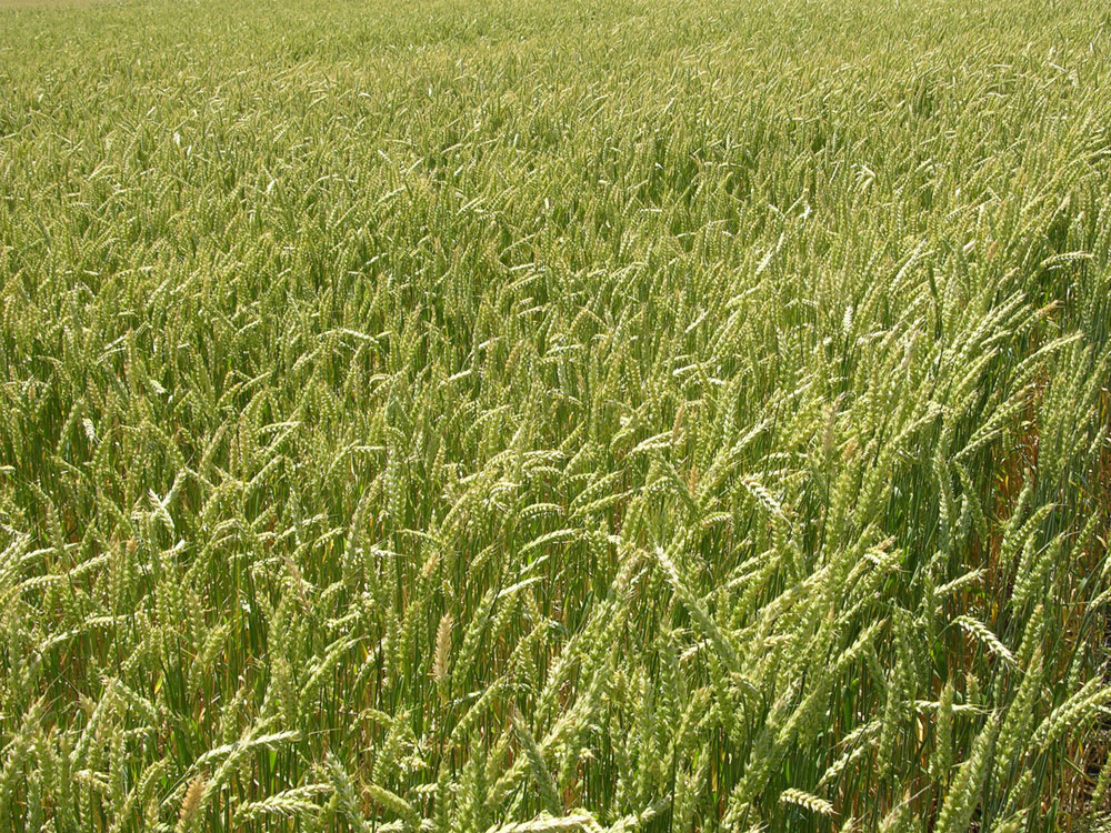 Рекомендации по выращиванию пшеницы