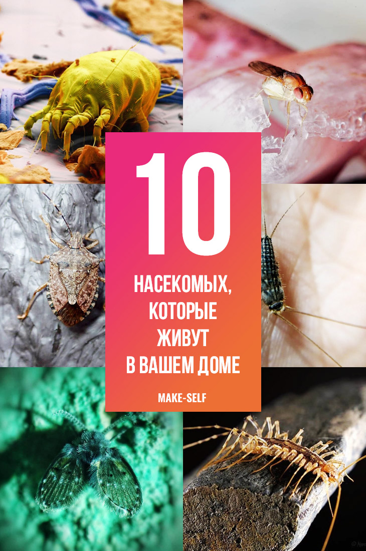 10 Насекомых, которые живут в вашем доме - и как от них избавиться!