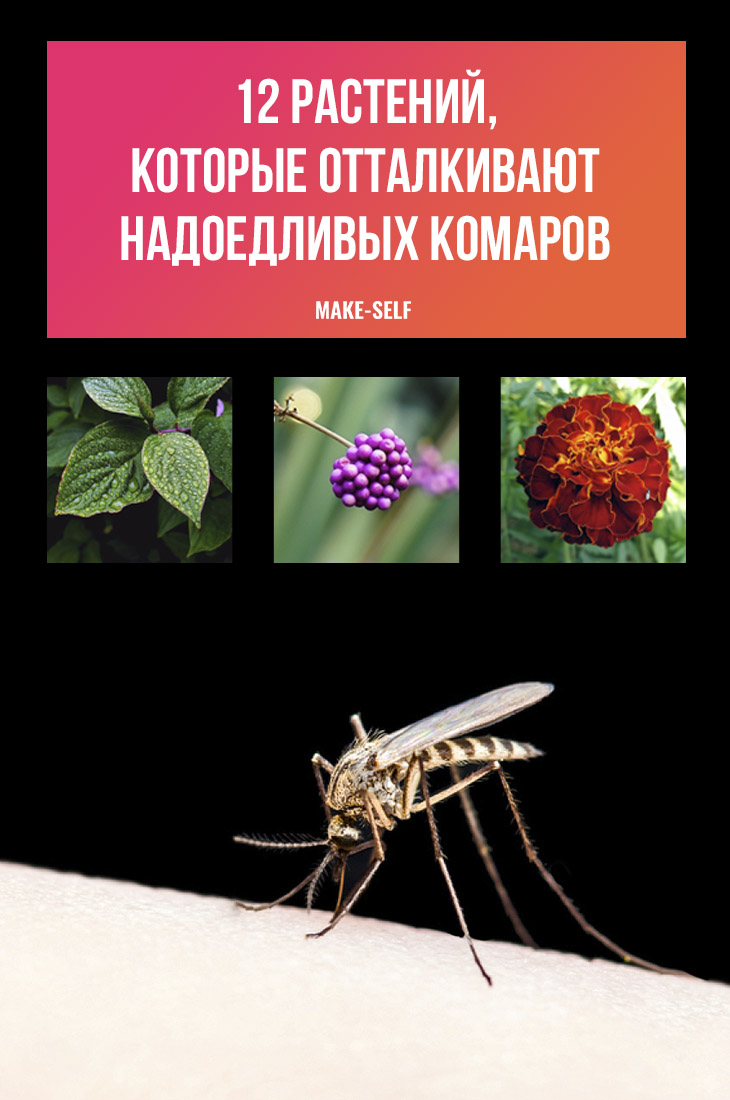 12 Растений, которые отталкивают надоедливых комаров