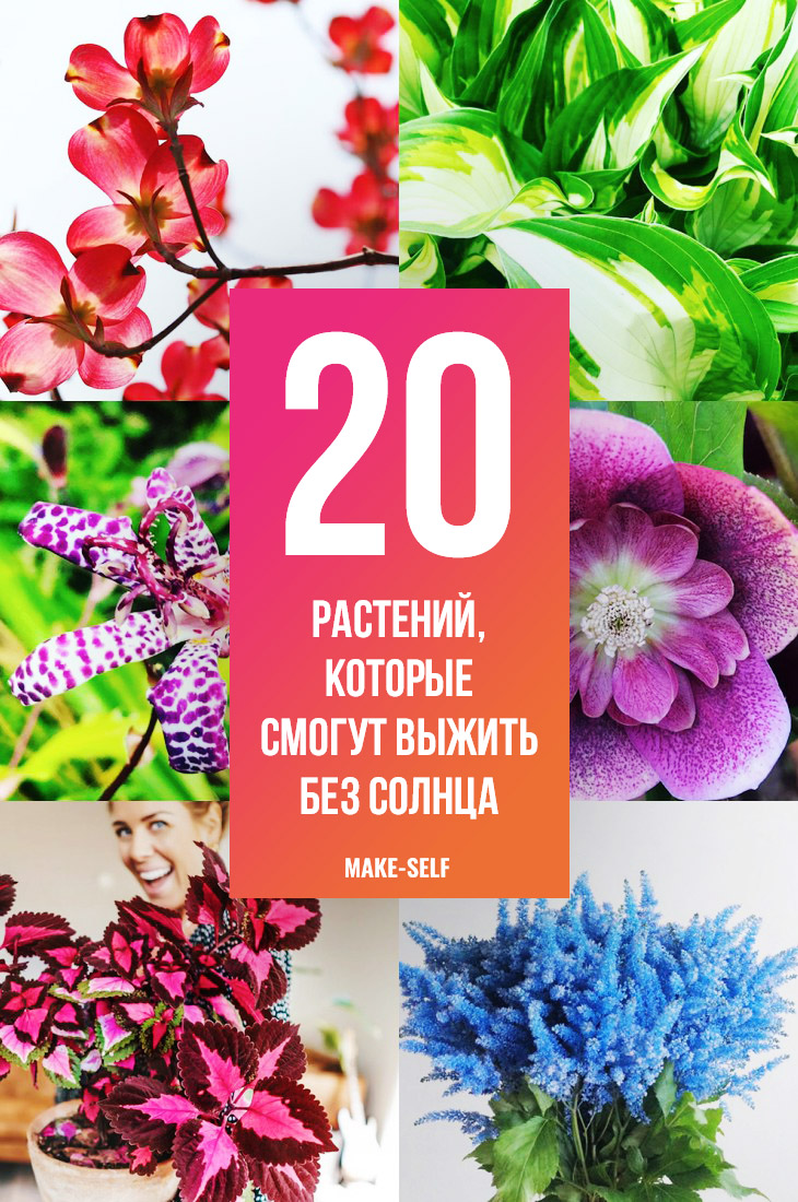 20 Растений, которые смогут выжить без солнца
