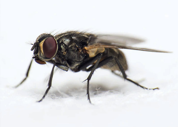 6 Способов избавиться от надоедливых мух в доме