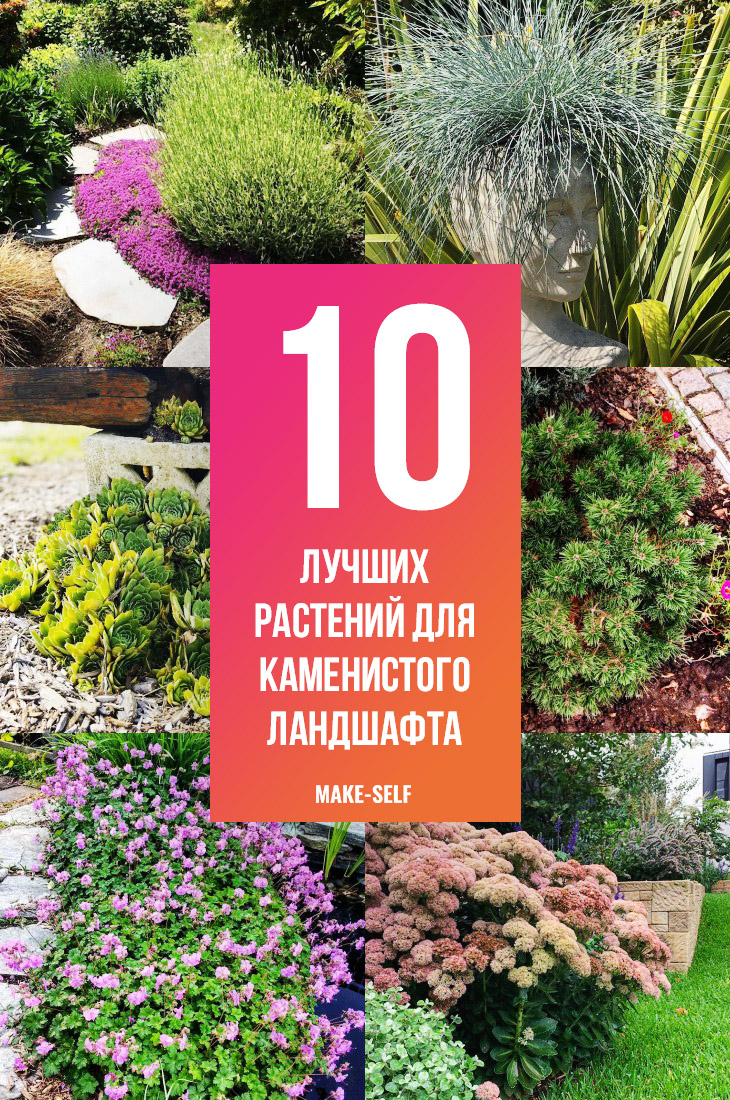 10 Лучших растений для каменистого ландшафта