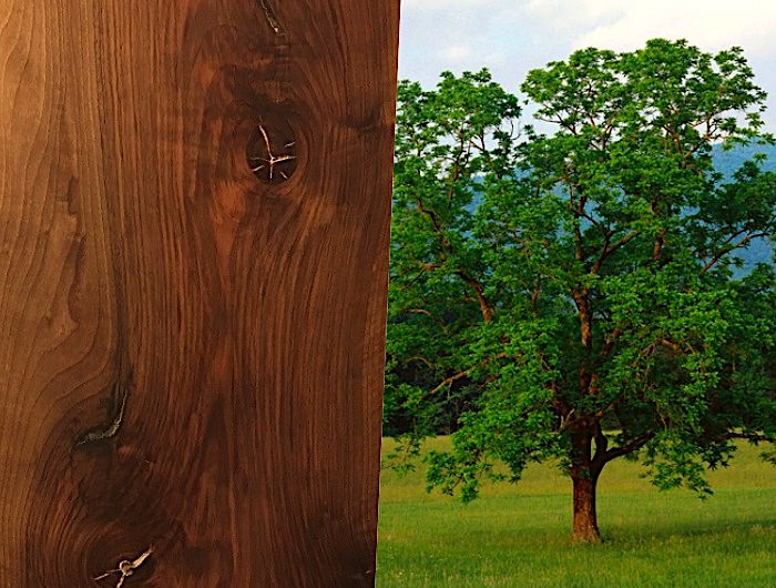 13 Популярных видов древесины. Свойства и сфера применения