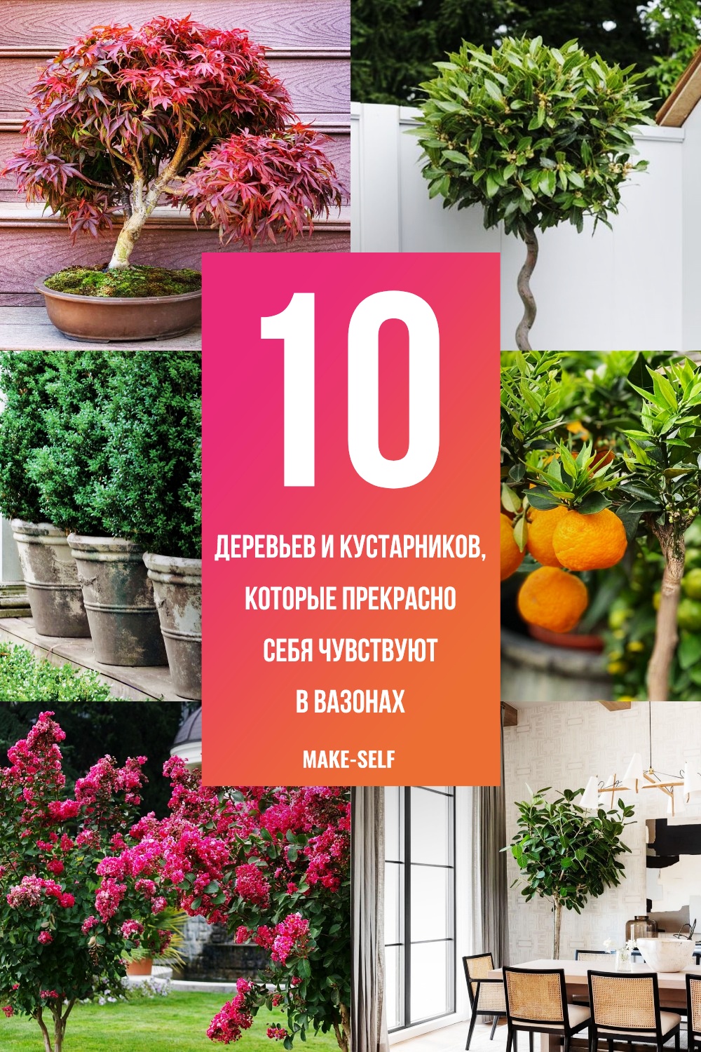 10 Деревьев и кустарников, которые прекрасно себя чувствуют в вазонах