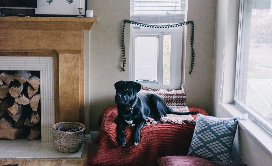 25 Спальных мест для собаки в современном интерьере